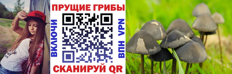 Галлюциногенные грибы прущие грибы  Иваново 
